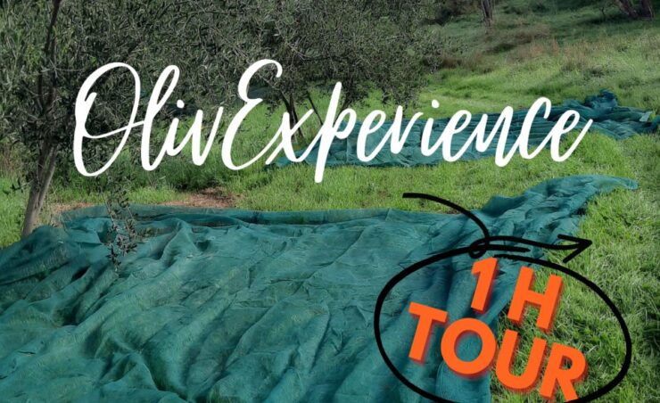 Walking in the Olive Grove: How Is Extra Virgin Olive Oil Made? - Olive Grove Exploration
