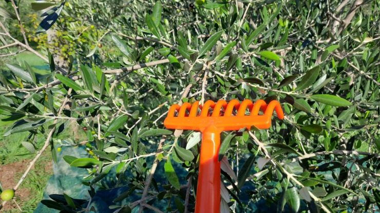 Walking in the Olive Grove: How Is Extra Virgin Olive Oil Made? - Olive Harvest Process