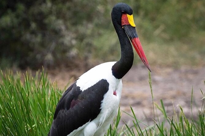 Walking Safari of Mosi-Oa-Tunya National Park, Livingstone Zambia - Wildlife Encounters