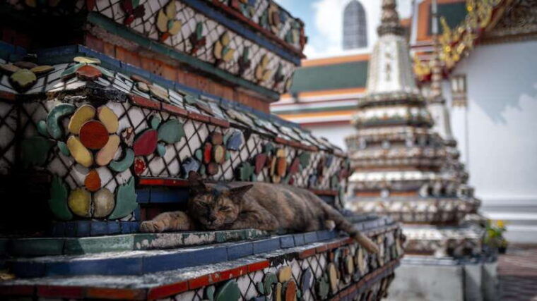 Walking Tour Grand Palace, Emerald Buddha and Wat Pho - Wat Phra Kaew: Guided Tour