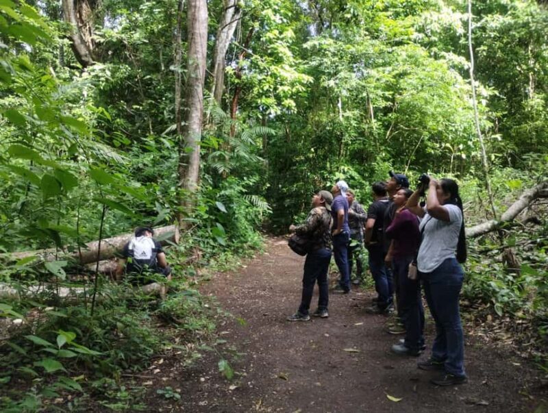 Walking tour in the archaeological site and jungle of Palenque - FAQs