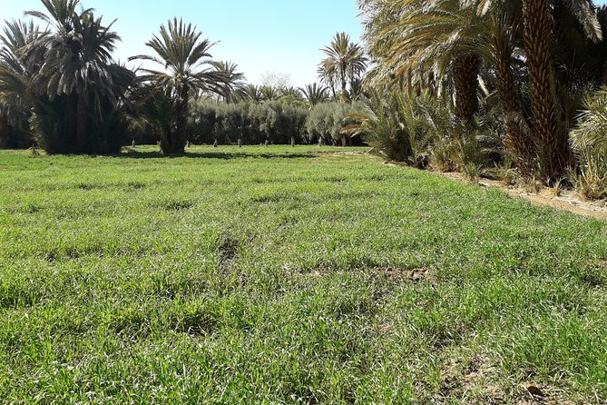 Walking Tour & Lunch in Oasis Fint With Local Family - Booking Information