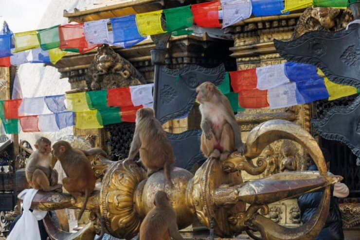 Walking Tour of Kathmandu (Half Day) - Experience Highlights