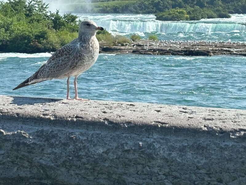 Walking Tour of Niagara Falls Canada and Hornblower Boat - Final Thoughts: Is This Tour Worth It?