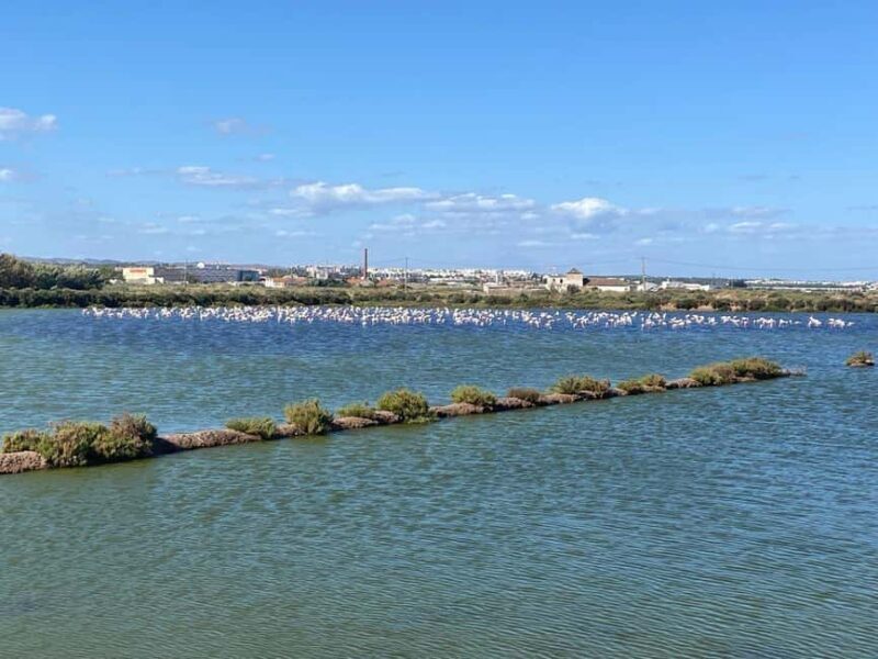 Walking tour of Tavira/Ilha de Tavira/Barril/Santa Luzia - Mini Train to Pedras del Rei and Santa Luzia