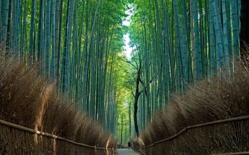 Walking Tour of Western Kyoto: Arashiyama, Kinkakuji and Koboshi - Key things to know