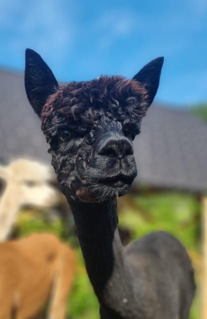 Walking With Alpacas - Domačija LončNar - Bohinj - Good To Know