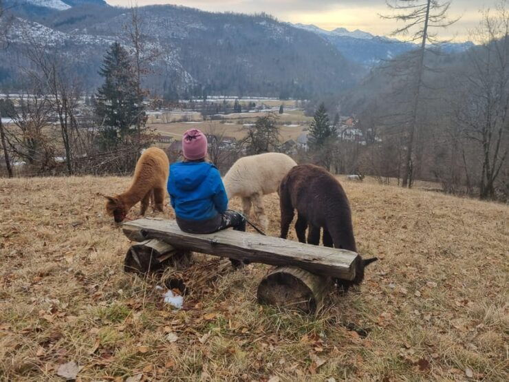 Walking With Alpacas - Domačija LončNar - Bohinj - Experience Highlights