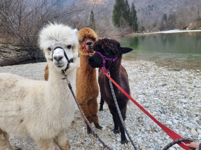 Walking With Alpacas - Domačija LončNar - Bohinj - Customer Reviews