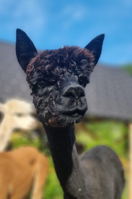 Walking With Alpacas - Domačija LončNar - Bohinj - Accessibility and Mobility