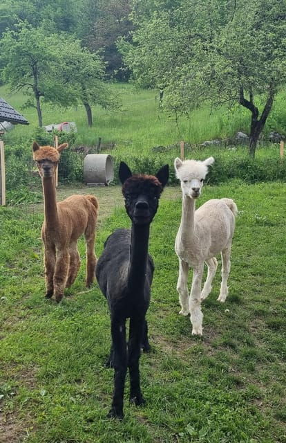 Walking With Alpacas - Domačija LončNar - Bohinj - What to Bring