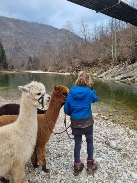 Walking With Alpacas - Domačija LončNar - Bohinj - Transportation and Meals