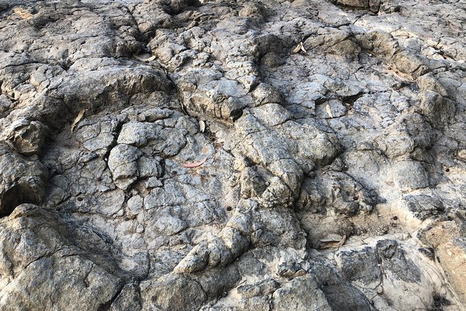 Walking With Dinosaurs Along Asturias Coast - Contact and Cancellation Policy