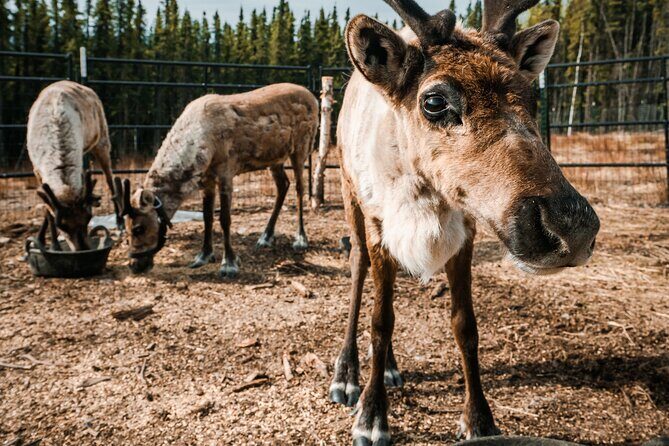 Walking with Reindeer Experience - Who Will Love This Tour?