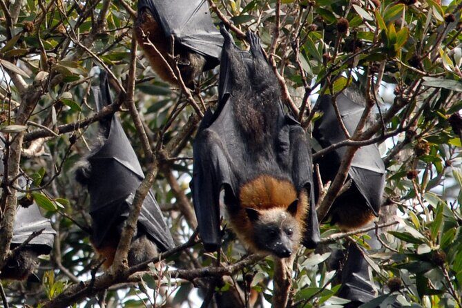 Walking with Sydney Flying Foxes (Fruit Bats) - Good To Know