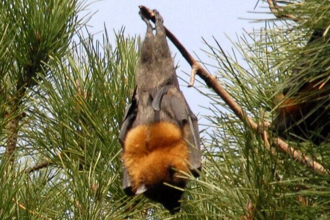 Walking with Sydney Flying Foxes (Fruit Bats) - Final Thoughts: Is It Worth It?