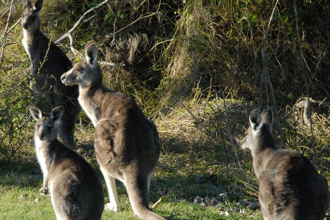 Walking With Wild Kangaroos Private Half-Day Trip From Sydney - Tour Details
