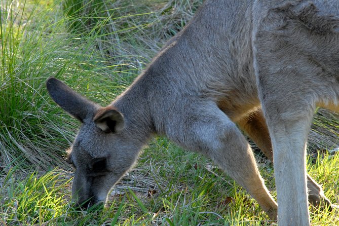 Walking With Wild Kangaroos Private Half-Day Trip From Sydney - Customer Reviews
