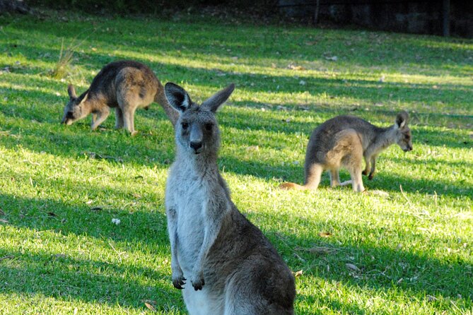 Walking With Wild Kangaroos Private Half-Day Trip From Sydney - Directions