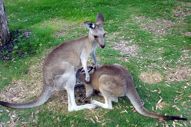 Walking With Wild Kangaroos Private Half-Day Trip From Sydney - The Sum Up