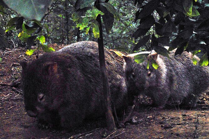 Walking With Wild Wombats Private Day Trip From Sydney - Cancellation Policy