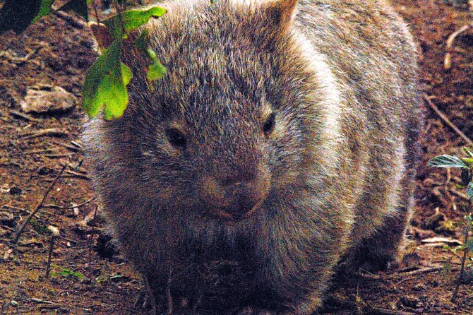 Walking With Wild Wombats Private Day Trip From Sydney - Pricing and Terms