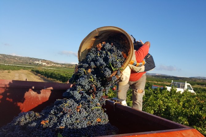 Walks in the Heart of the Secret Vineyards Around Collioure, Tastings - Discovering Secret Wine Trails in Collioure