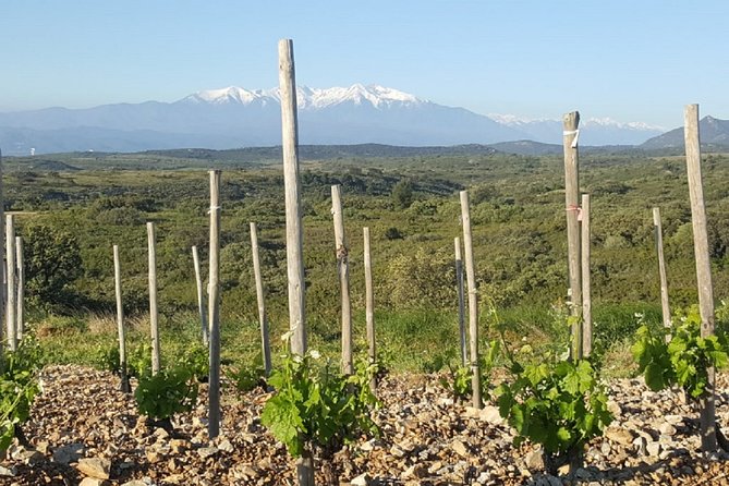 Walks in the Heart of the Secret Vineyards Around Collioure, Tastings - Unveiling the Charm of Collioures Vineyards