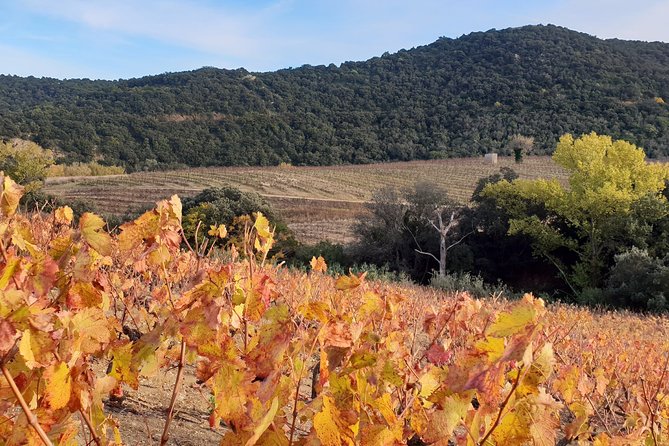 Walks in the Heart of the Secret Vineyards Around Collioure, Tastings - Common Questions