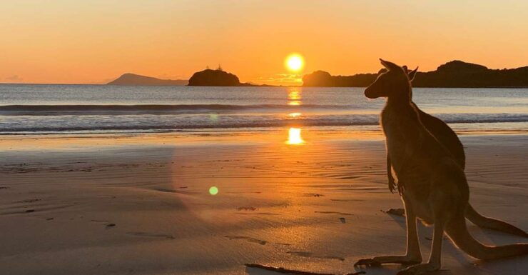 Wallabies on the Beach Sunrise Trip From Mackay - Booking Details