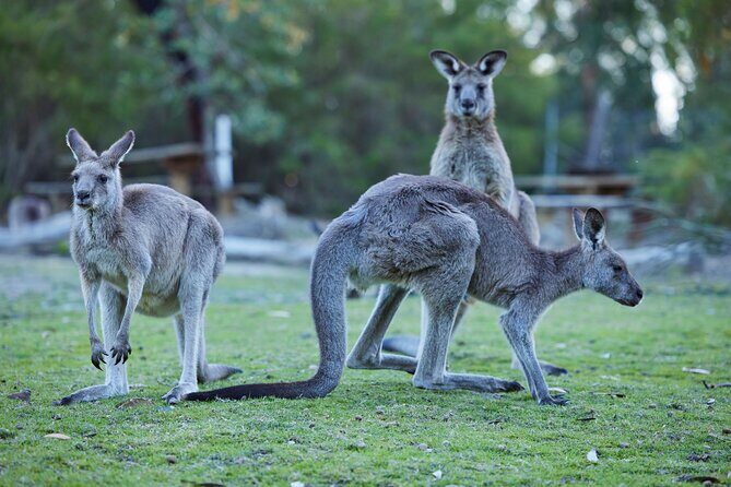 Wallabies & Wine - Hunter Valley Adventure - Good To Know