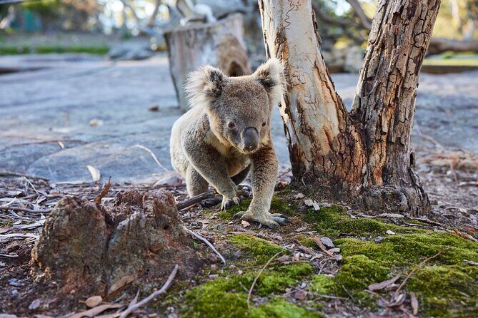 Wallabies & Wine - Hunter Valley Adventure - Final Thoughts