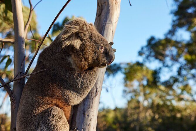 Wallabies & Wine - Hunter Valley Adventure - FAQ