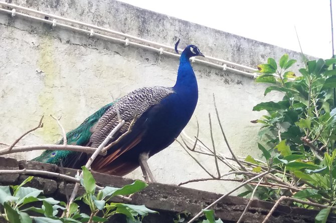 Walled City of Évora's Highlights & Traditions Tour - Reviews and Ratings