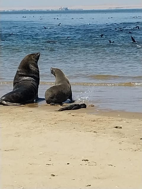 Walvis Bay: Kayaking and Sandwich Harbour Full-Day Tour - Good To Know