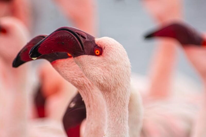 Walvis Bay : Pelican Point Birding and Cape Fur seal tour - Good To Know
