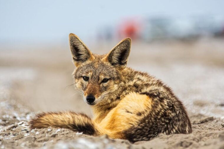 Walvis Bay : Pelican Point Birding and Cape Fur seal tour - The Itinerary: What to Expect