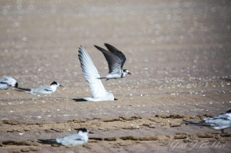 Walvis Bay : Pelican Point Birding and Cape Fur seal tour - What’s Included and What You Should Bring