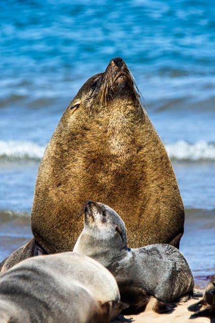 Walvis Bay : Pelican Point Birding and Cape Fur seal tour - Pricing and Value