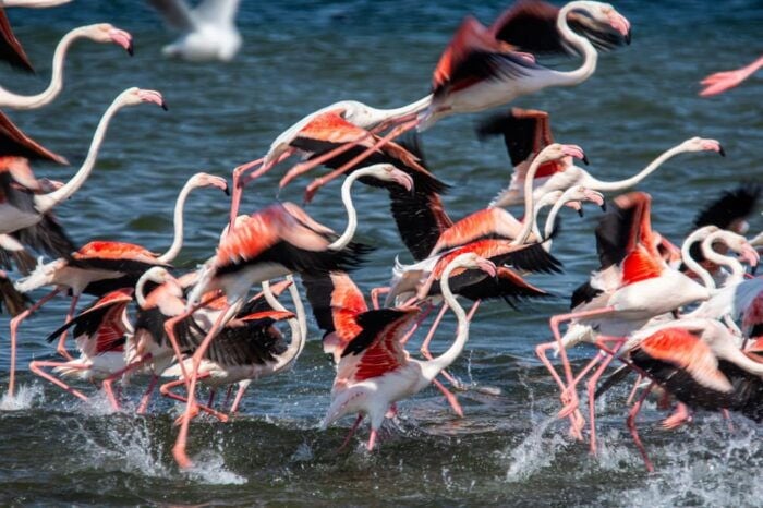 Walvis Bay : Pelican Point Birding and Cape Fur seal tour - Frequently Asked Questions (FAQs)