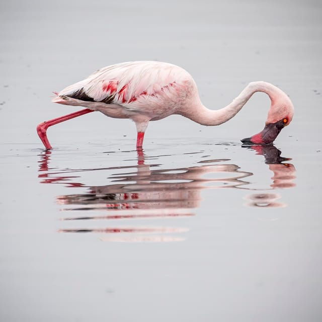 Walvis Bay: Sandwich Harbour Half-Day 4x4 Scenic Excursion - Practical Tips for Travelers