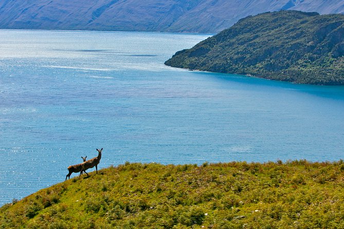 Wanaka High Country Walk - Reviews and Questions