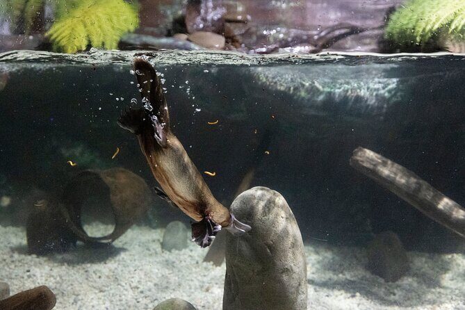 Wander the Tamar Valley - Why Choose This Tour?