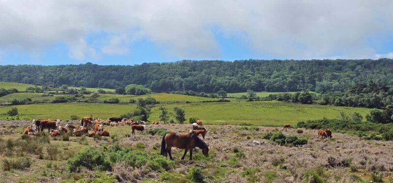 Wareham: Purbeck Countryside Sights E-Bike Tour - Who Will Love This Tour?