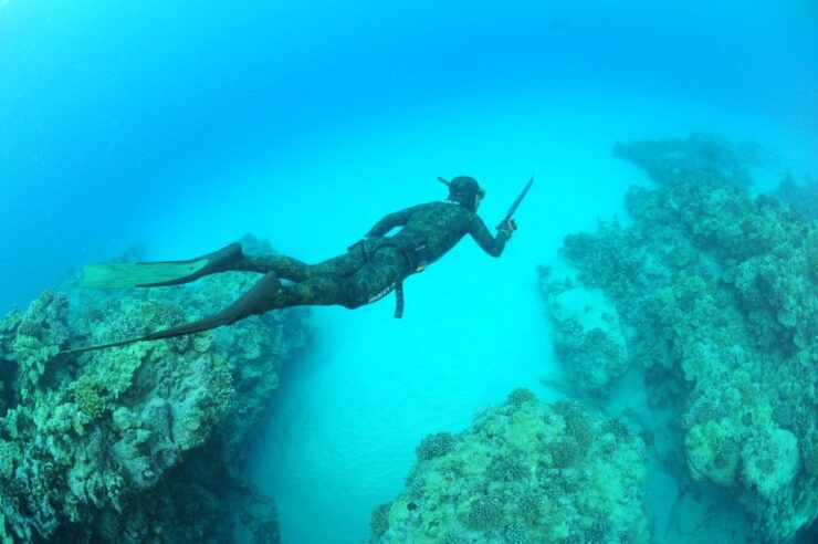 Warkworth: Full-Day Spearfishing Charter - Experience Highlights