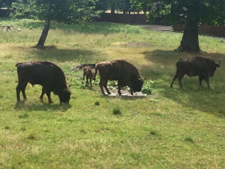 Warsaw: Bialowieza National Park and European Bison Tour - Activity Details