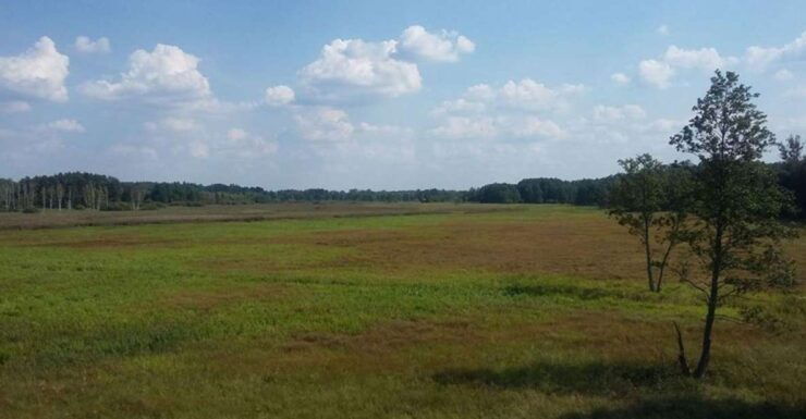 Warsaw: Bialowieza National Park and European Bison Tour - Experience Highlights