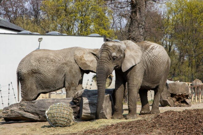 Warsaw Zoo Park With Private Transport - What to Expect