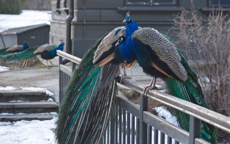 Warsaw Zoo Skip-the-Line Entry Ticket with Private Transport - The Itinerary and What to Expect