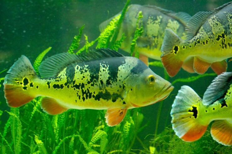 Warsaw_ Zoo Park With Private Transport - Booking and Duration Details